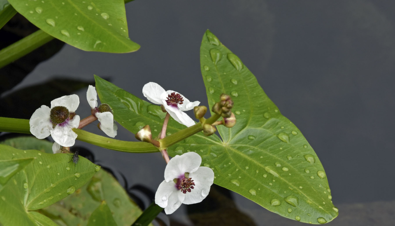 augs ūdenī, uz lapām