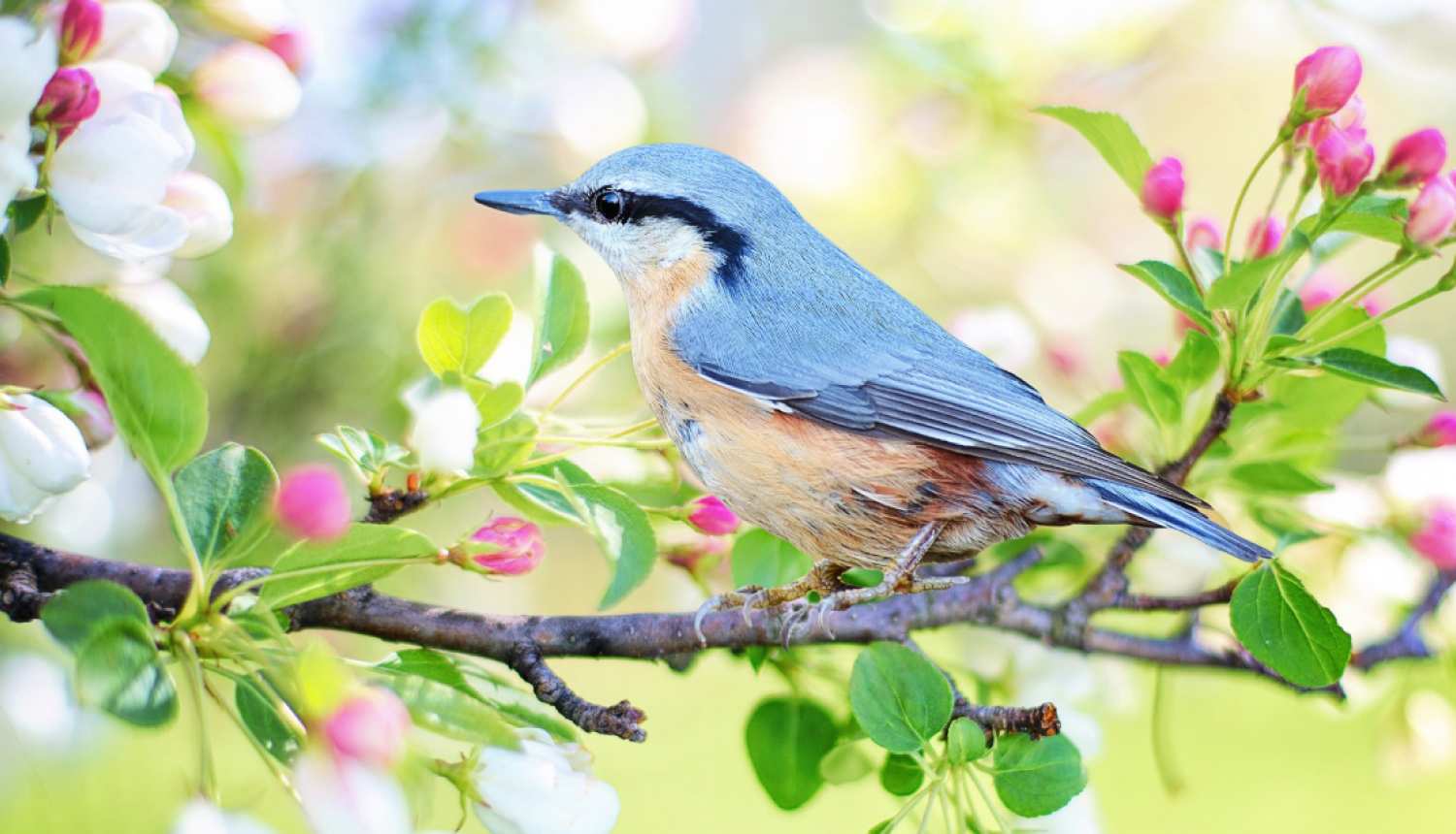 putns-koku-zaros-ziedi