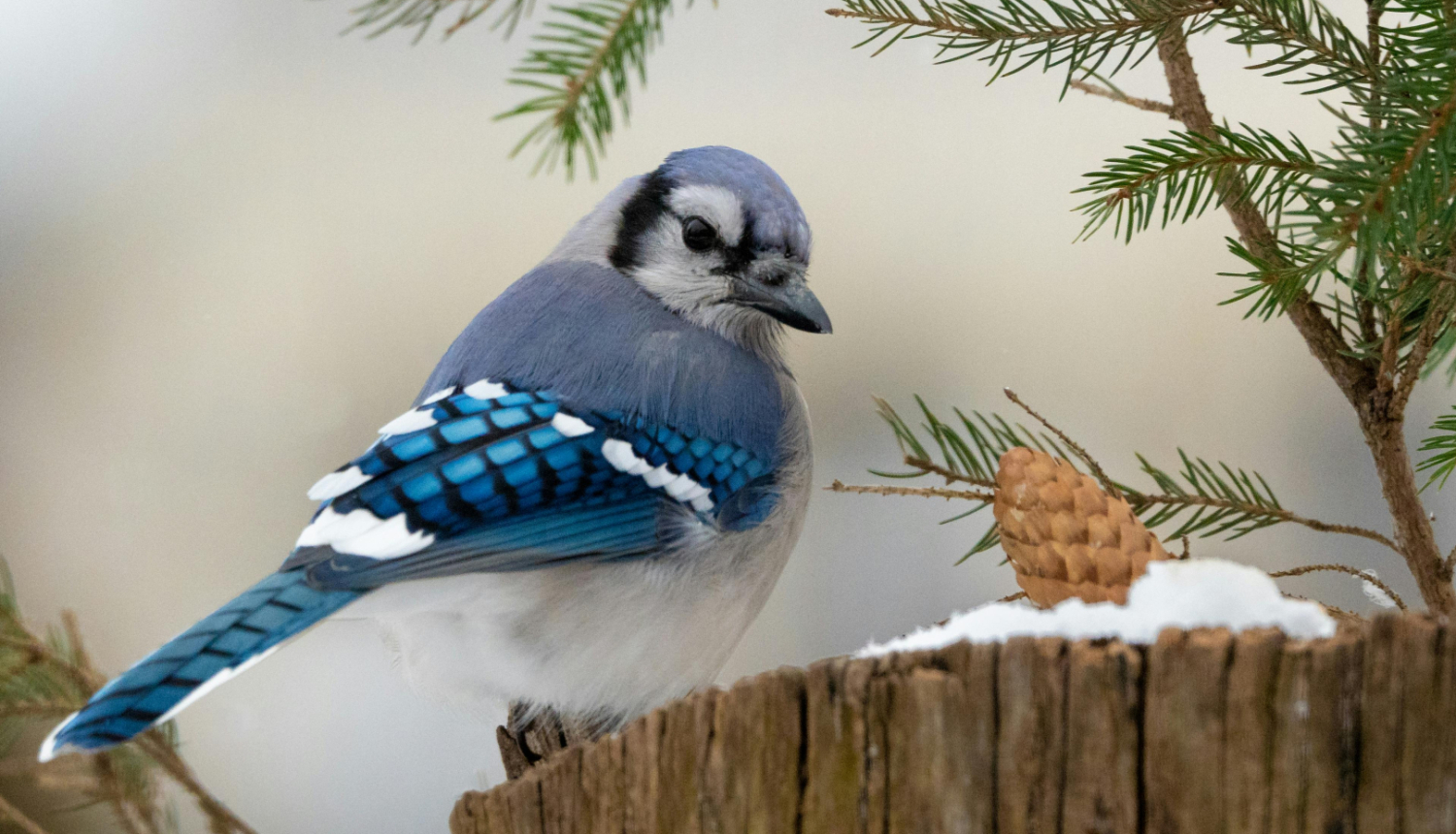 sīlis, putns, pexels