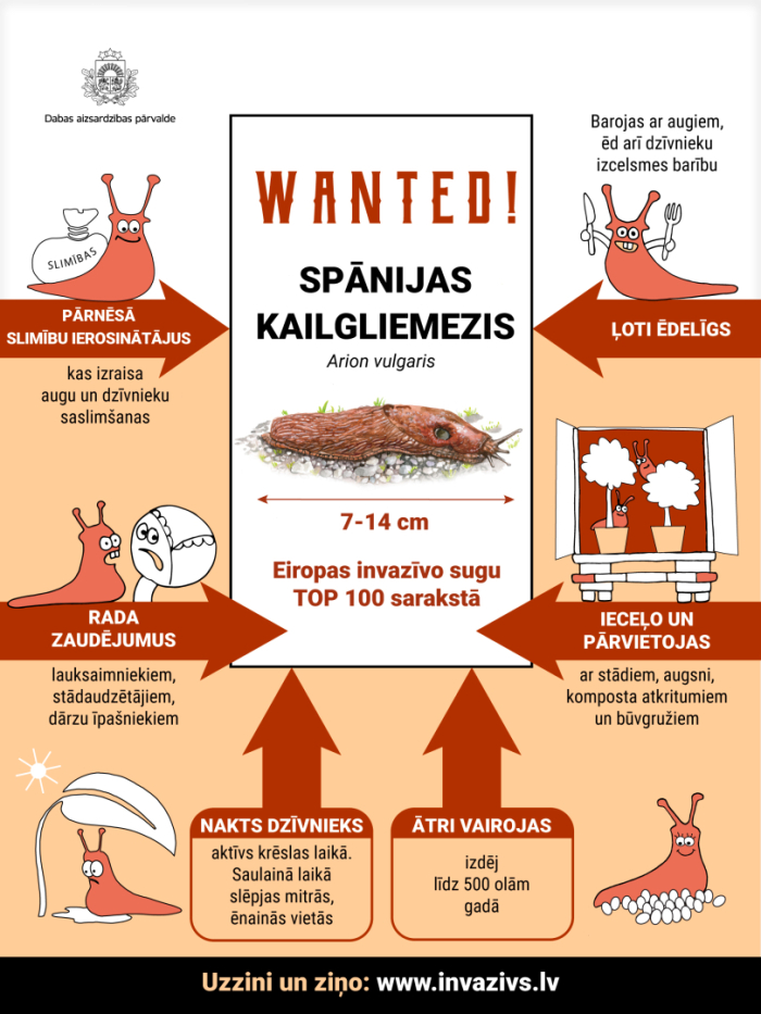 spāniajs kailgliemezis