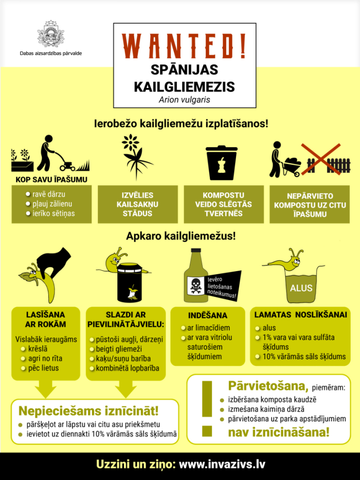 spānijas kailgliemezis-2