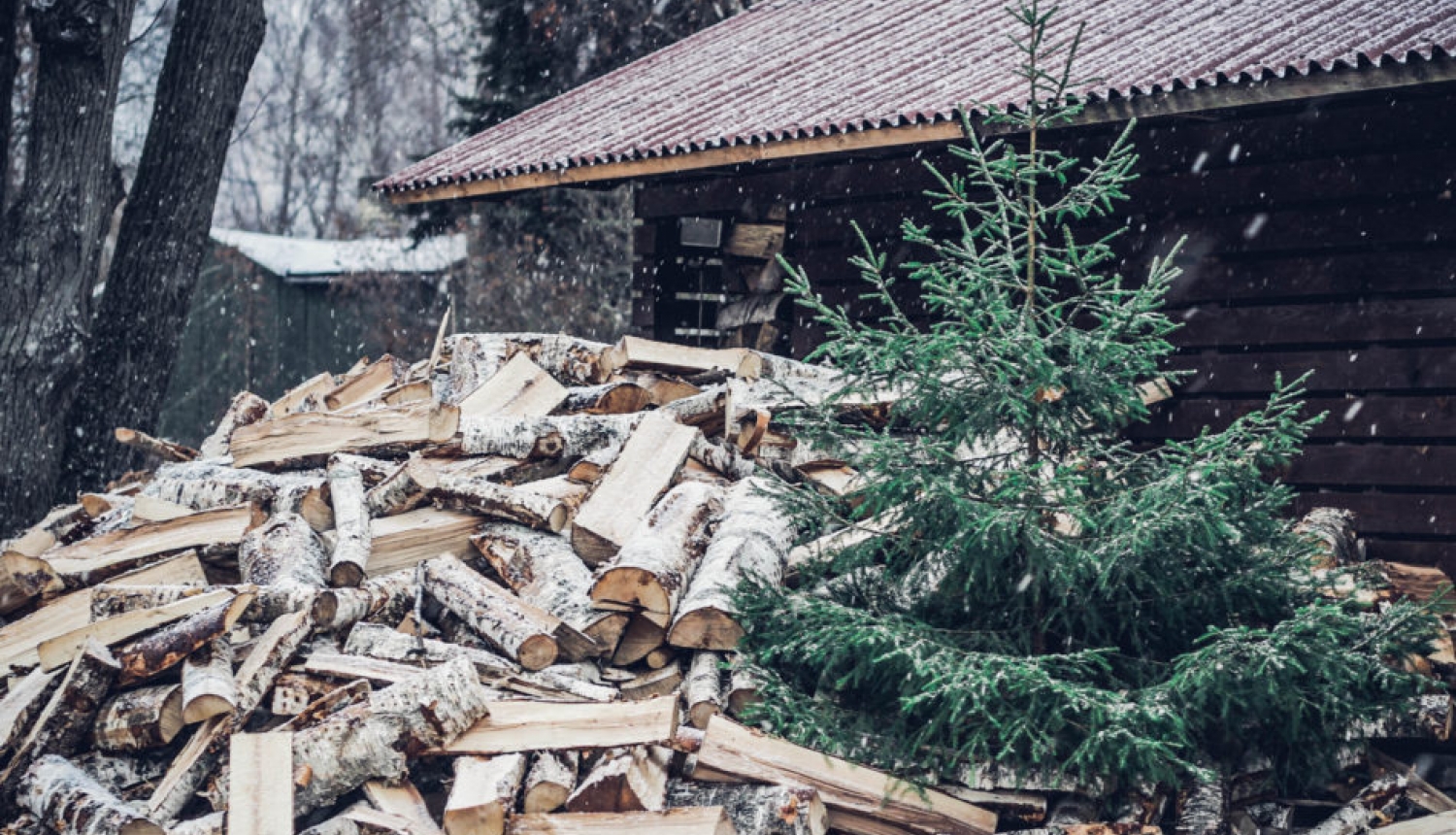 “Eco Baltia vide” pēc svētkiem eglītes pieņems šķirošanas laukumā