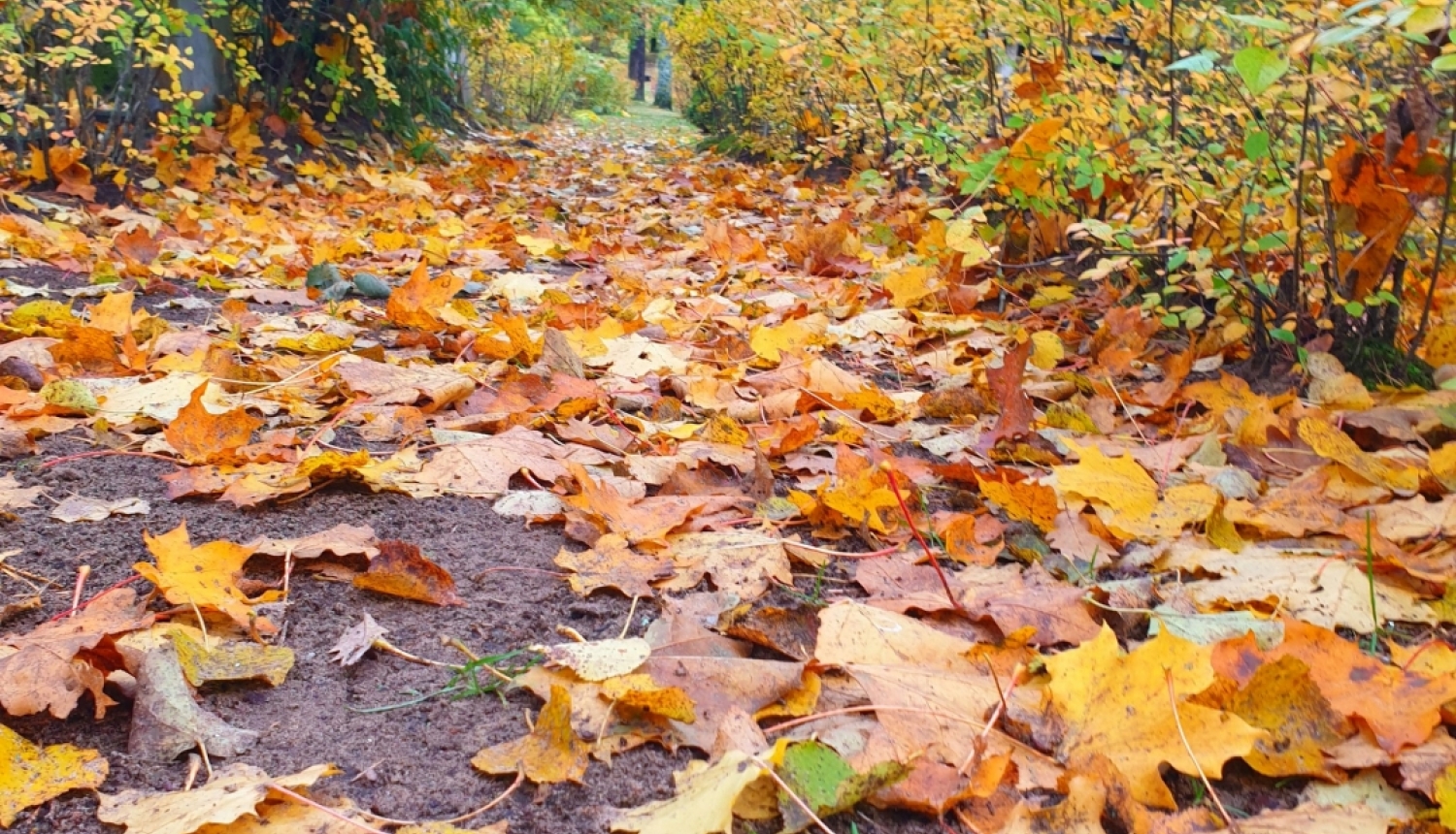 rudens lapas